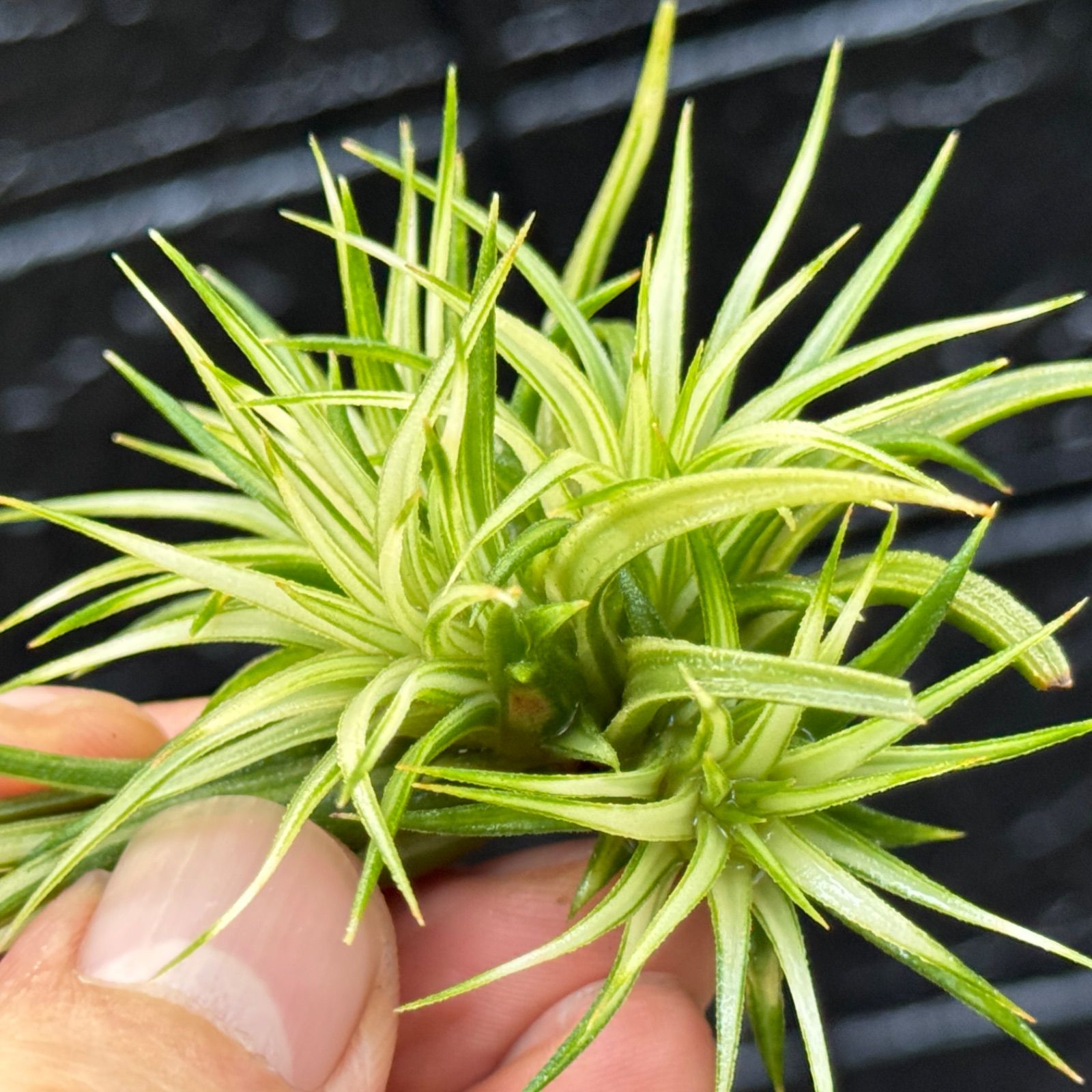 レア株 OTTO新作株 ディッキア Dyckia M2F-1 レア株 OTTO新作株