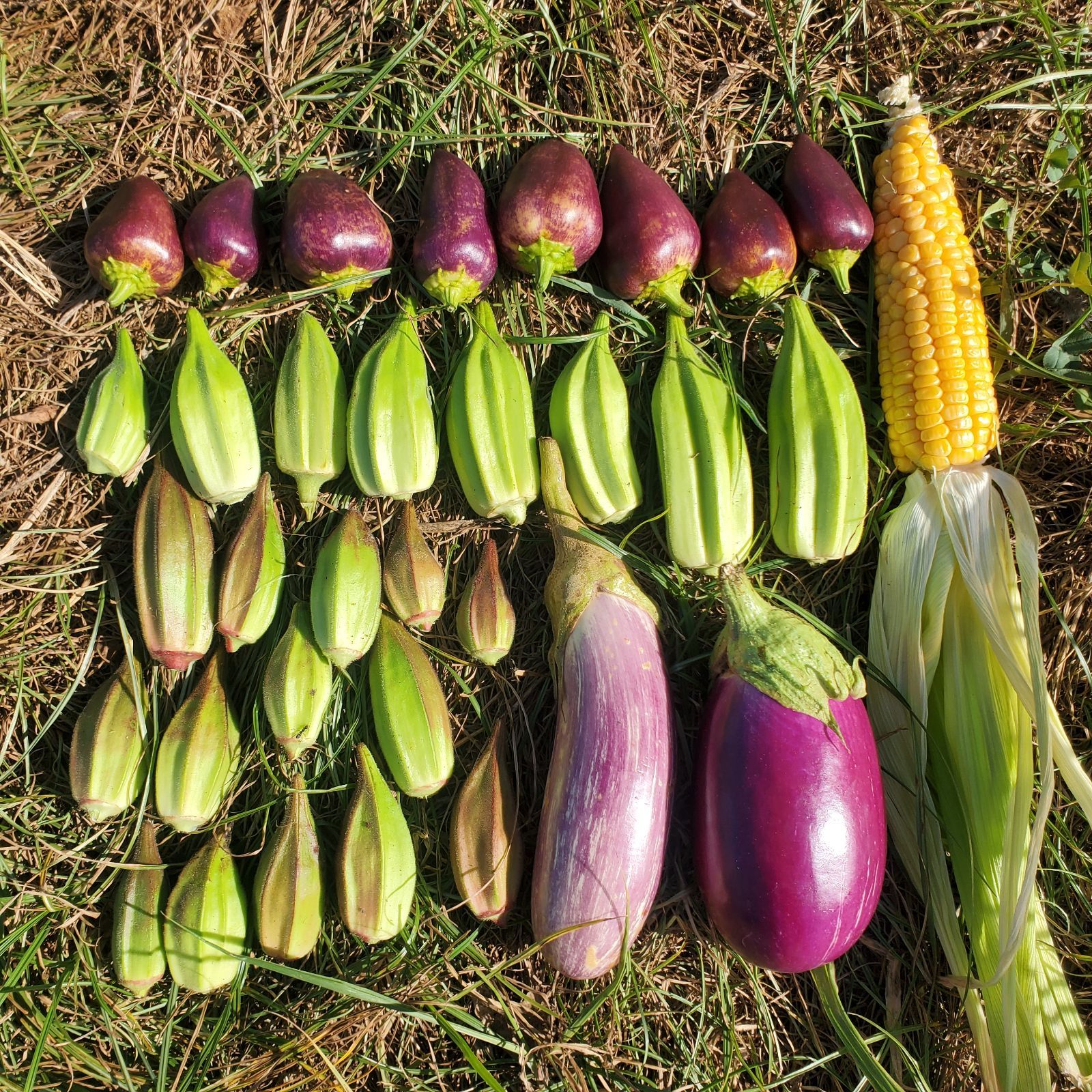 ロジータなすの種(自然栽培) ロジータなすの種(自然栽培) ロジータなすの種(自然栽培) - メルカリ