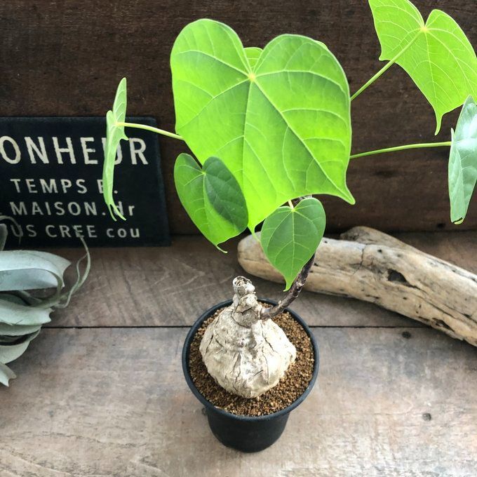 フィルミアナ コロラーダ♡塊根植物♡希少♡多肉植物 コロラータ 塊根