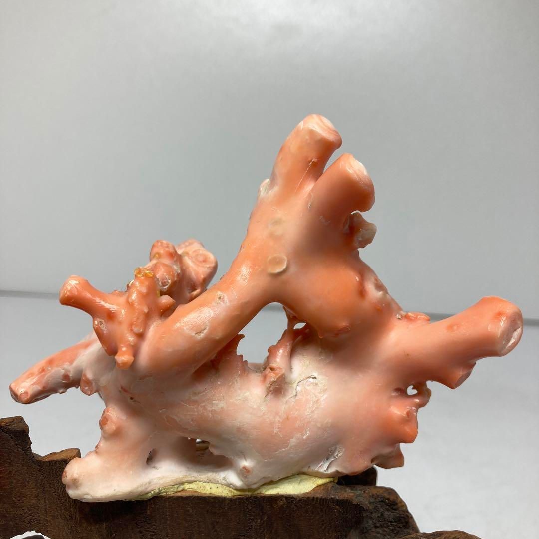 トコニ 東H5-0530