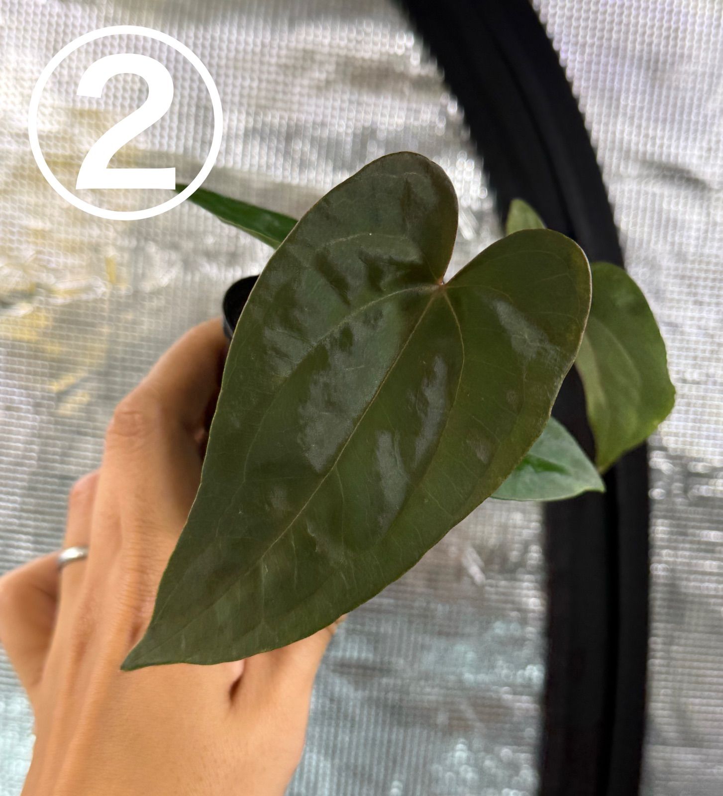 Anthuroom】Anthurium 'Red Spider' (clone) x papillilaminum 'A+