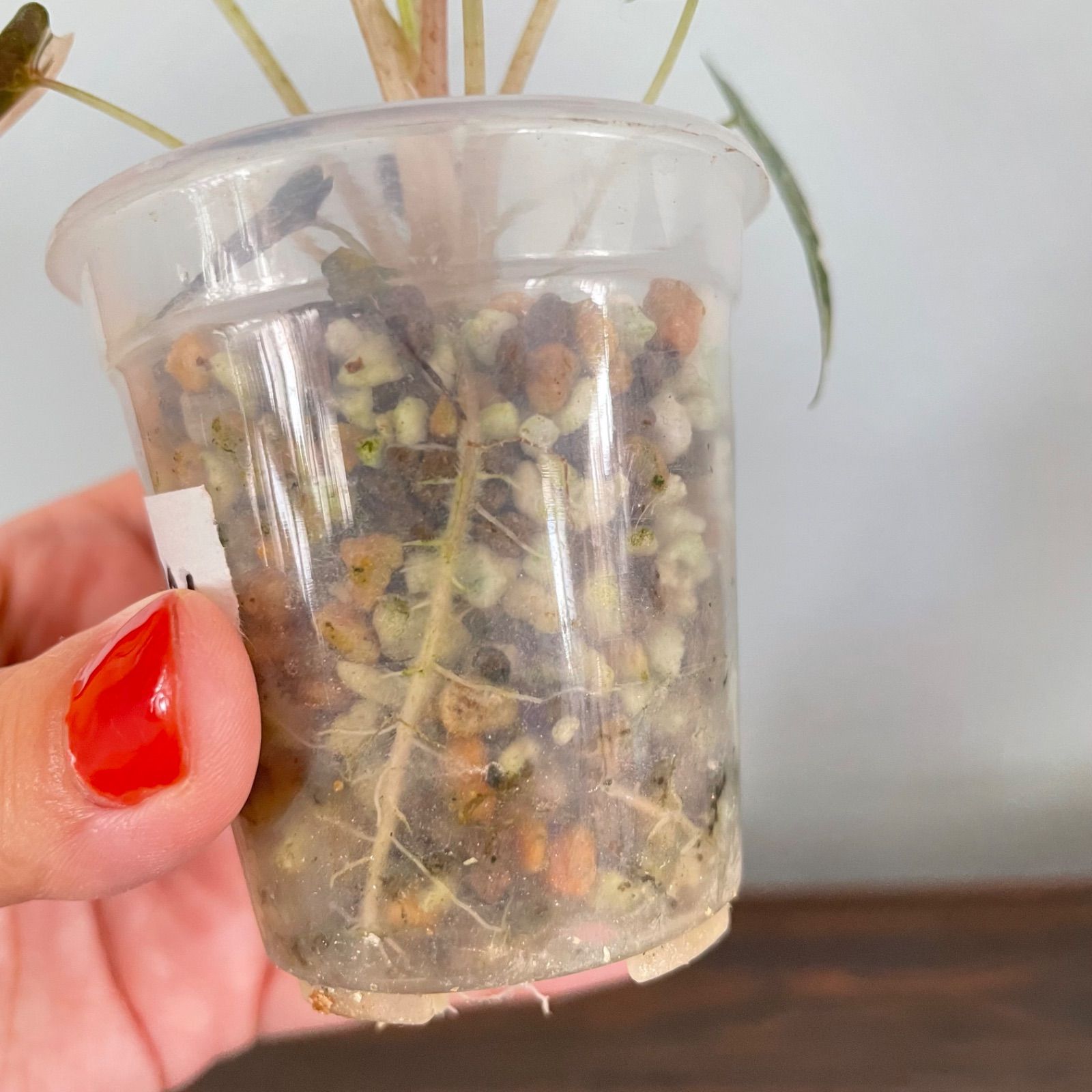 アロカシア バンビーノ