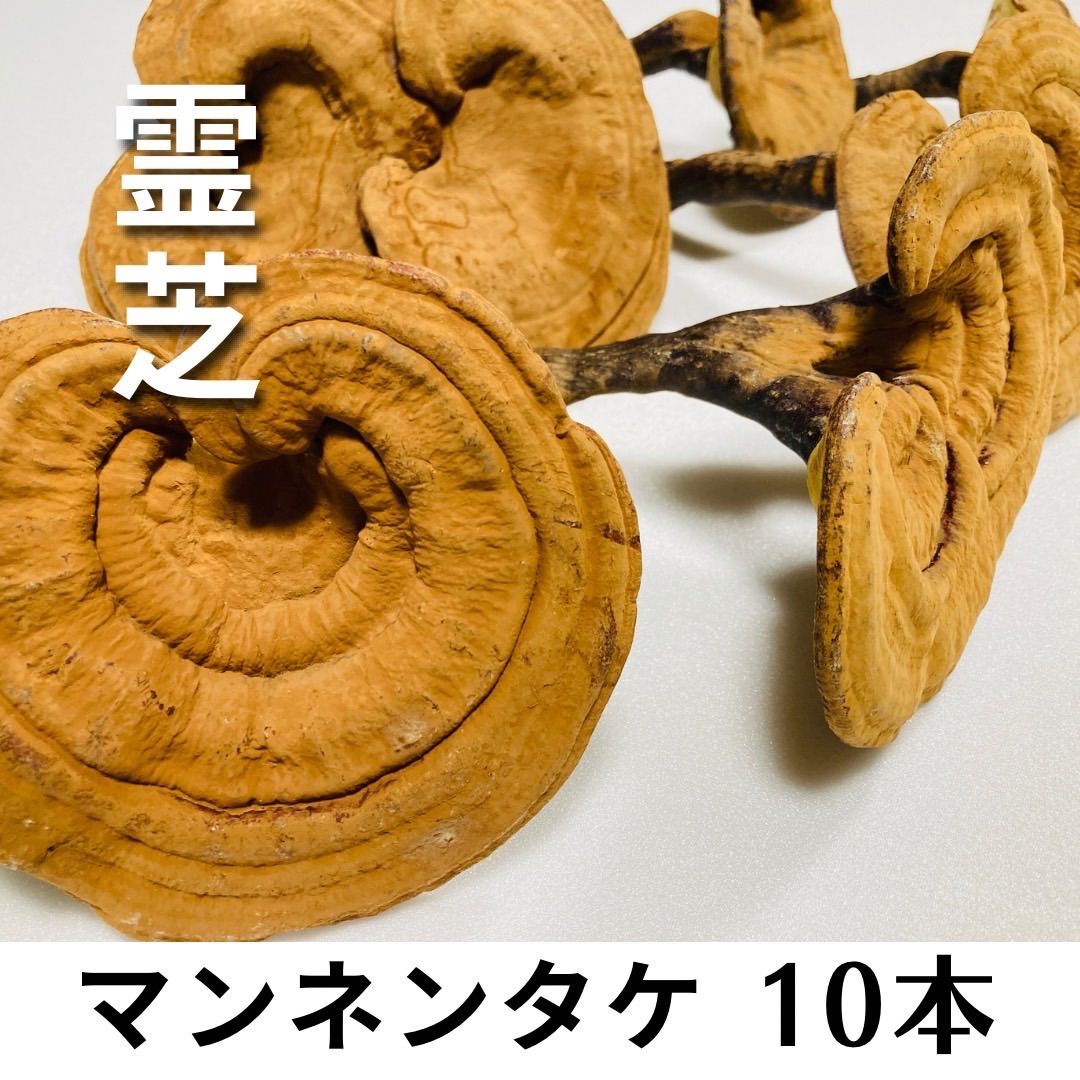 良品！】霊芝 マンネンタケ 10本セット 60g前後 ☆送料無料