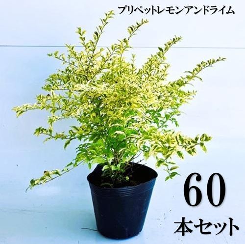 60本セット プリペット レモンアンドライム樹高0.25m前後15cmポット