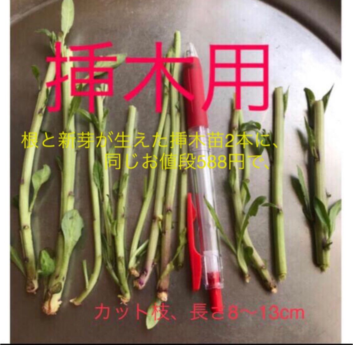 ご注文承り中、自然療法にいかが、　昔からのハーブ、岐阜産 畑の横に自生、山菜 、薬草 クコ、枸杞、挿木用のカット枝 8本￥698円
