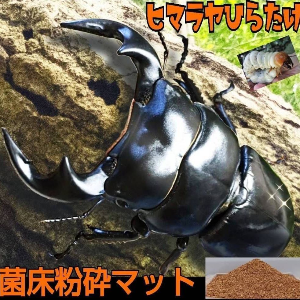 クワガタ幼虫が大きくなる！【改良版】ヒマラヤひらたけ菌床粉砕マット