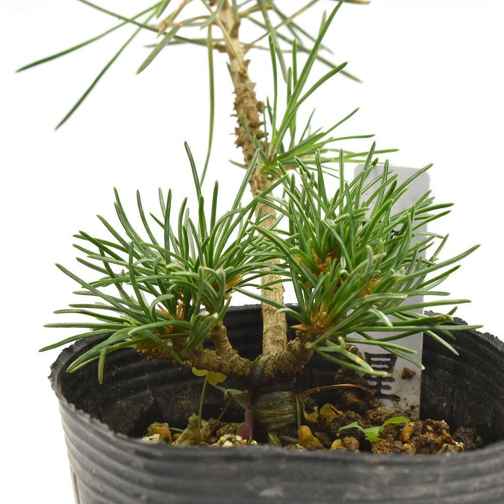 盆栽 苗木 五葉松 【明星】 1年生 盆栽素材 数量あり bonsai