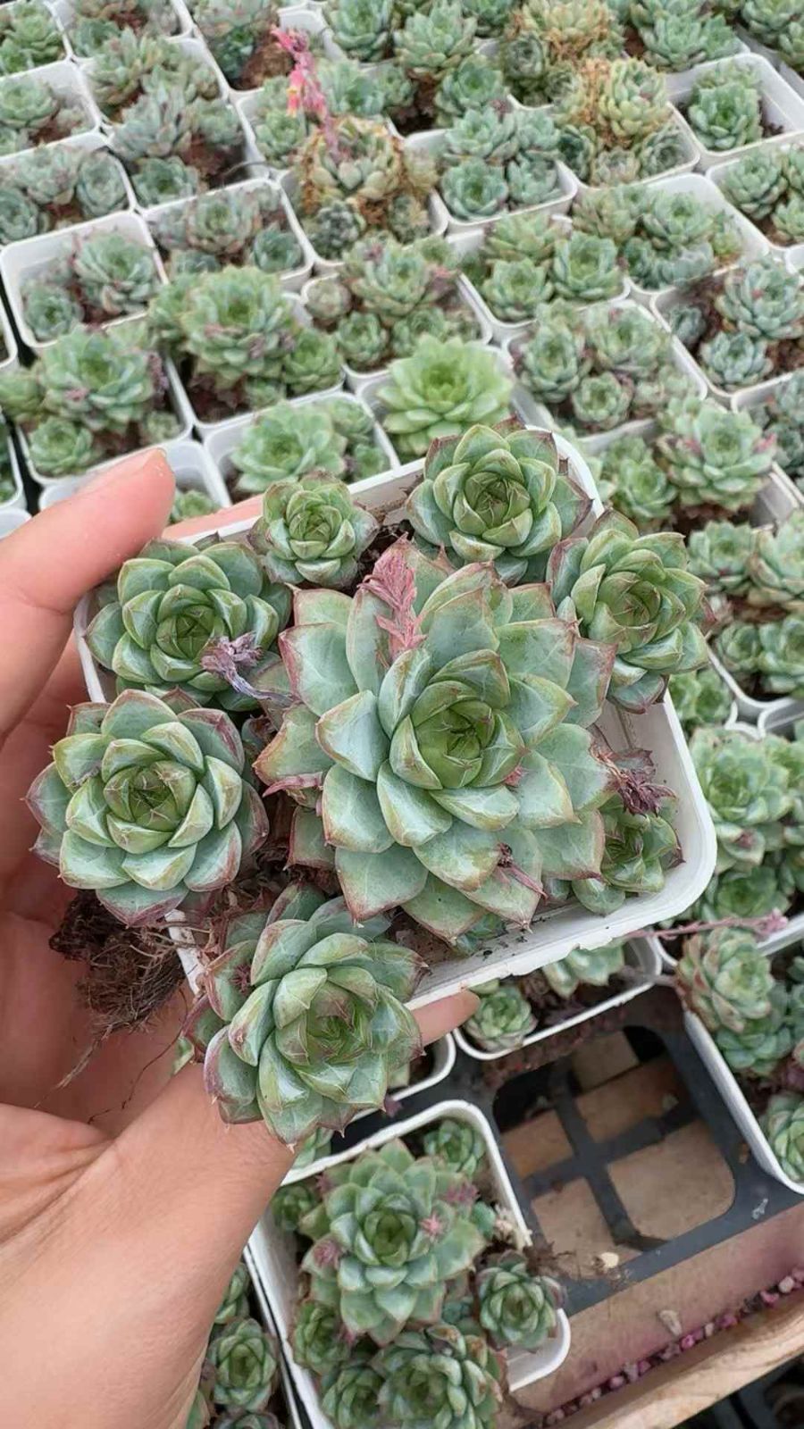 【現品】サボテン・フェロカクタス 赤鳳　12号　Ⅲ 現品】サボテン・フェロカクタス 赤鳳 12号 Ⅲ - メルカリ