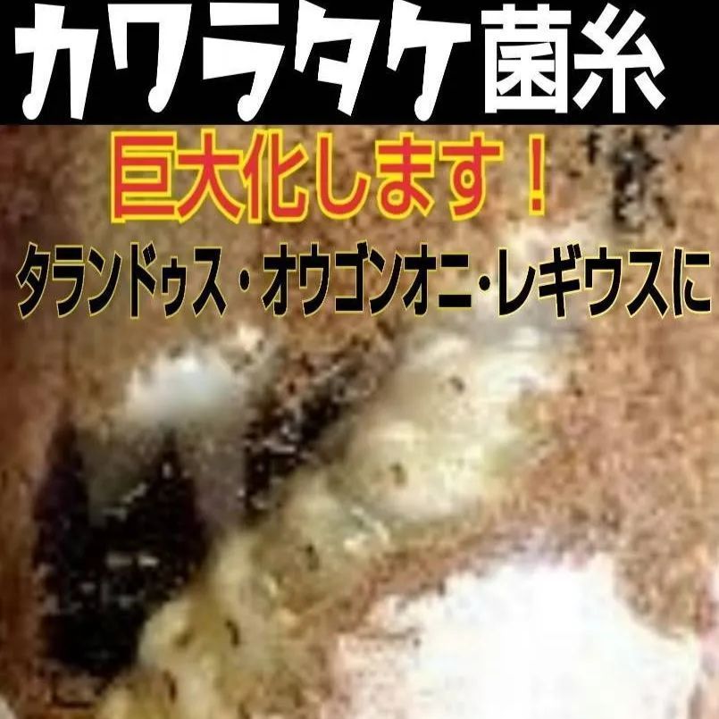 極上！カワラ菌糸瓶【8本】タランドゥス・オウゴンオニクワガタ