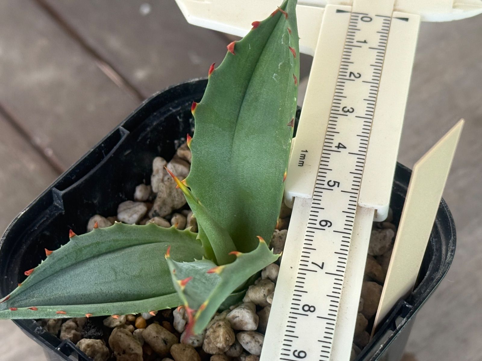 アガベ　ハイブリッド　ブルーグロー✖コロラータ　大株 アガベ ハイブリッド コロラータ×ブルーグロー - メルカリ