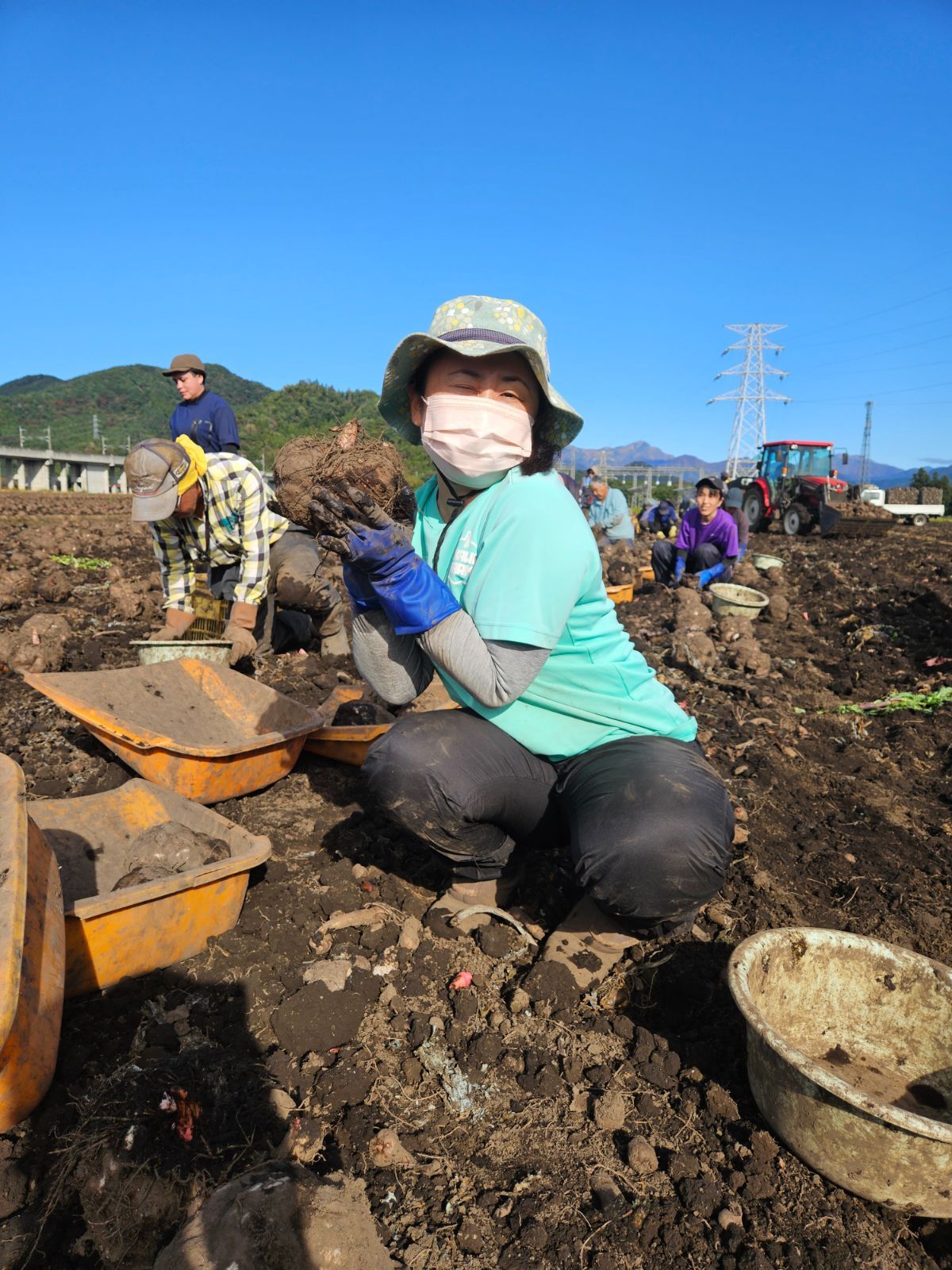 群馬県産こんにゃく芋　20kg　大川ファーム