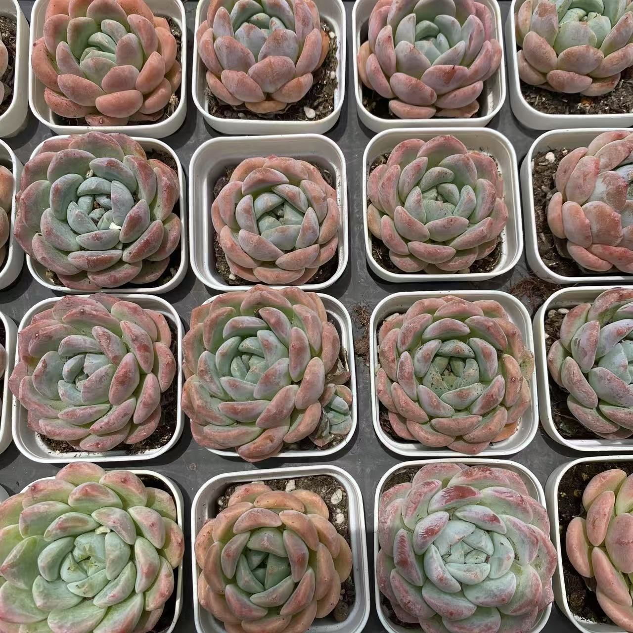 No.362 ❁ブルーアップル❁抜き苗 多肉植物 寄せ植え No.362 ❁ブルー