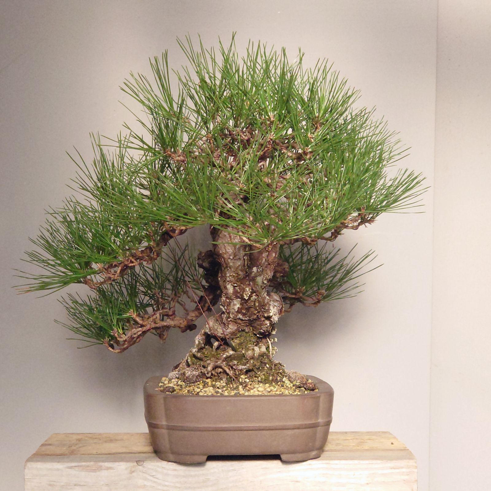 黒松 [捻幹模様] 小品盆栽 初めて仕立てる黒松の模様木｜盆栽｜趣味