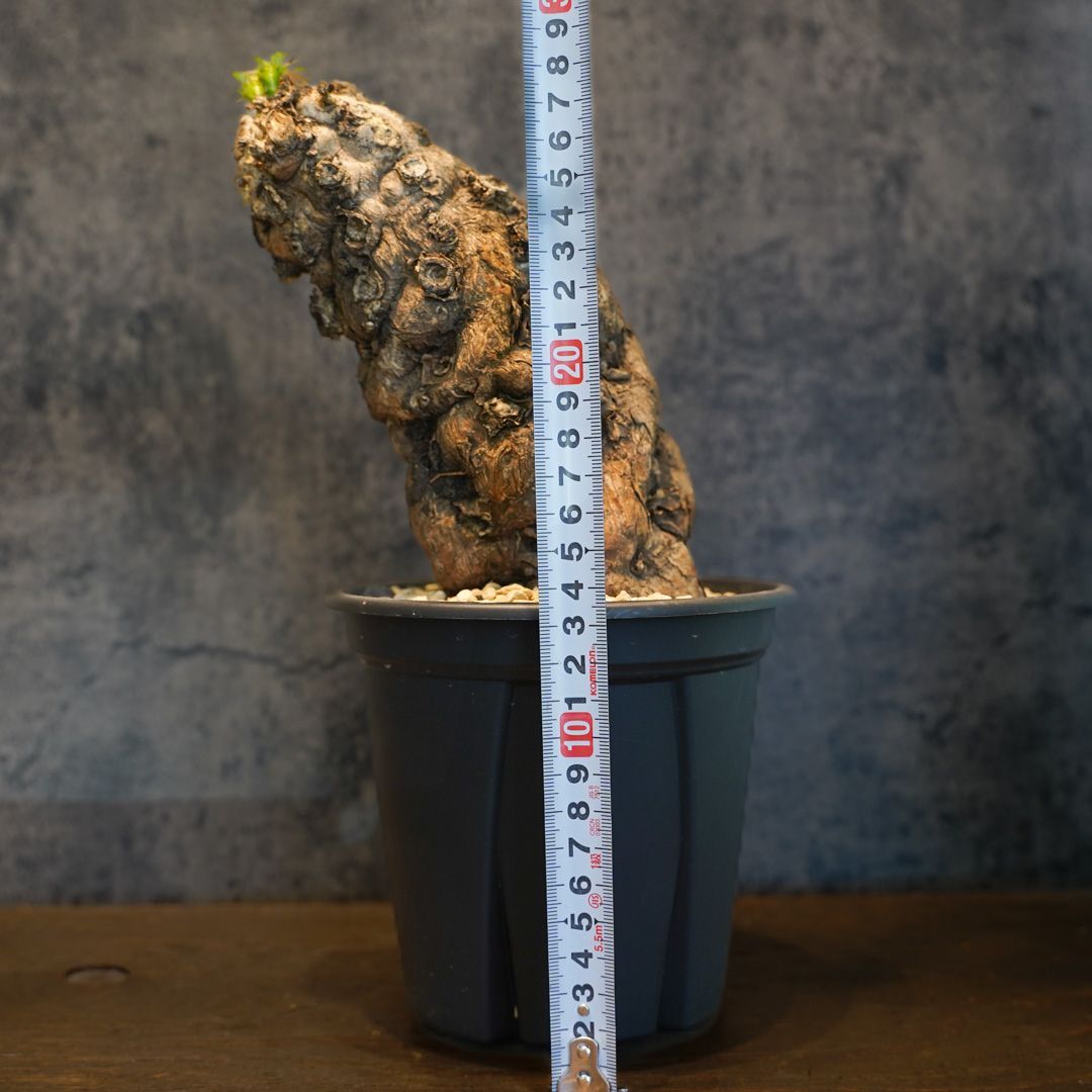 ムランジーナ 発根済 塊根植物 W329【自社養生株】ユーフォルビア