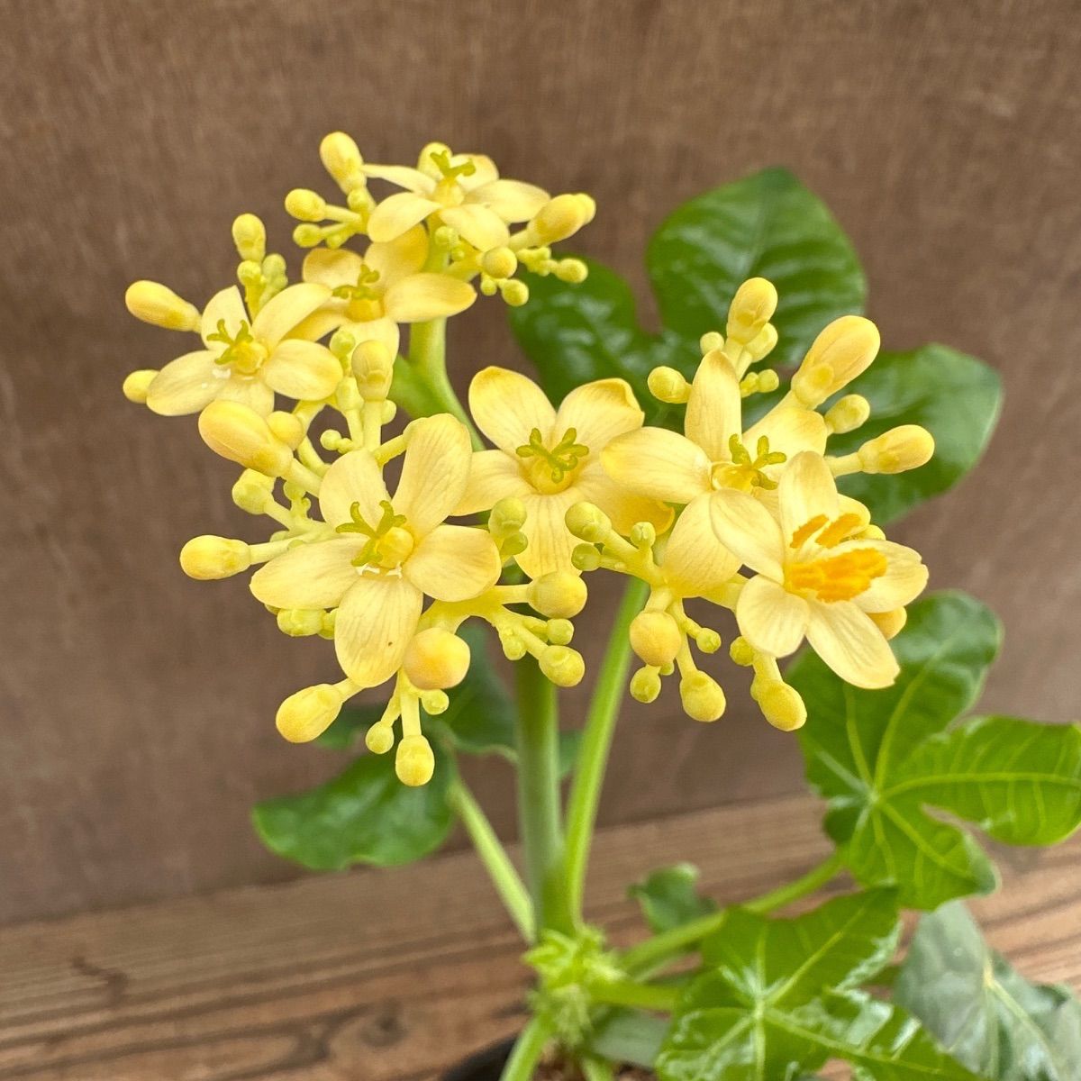 サンプル】ヤトロファ ポダグリカ 黄色花 Jatropha podagrica