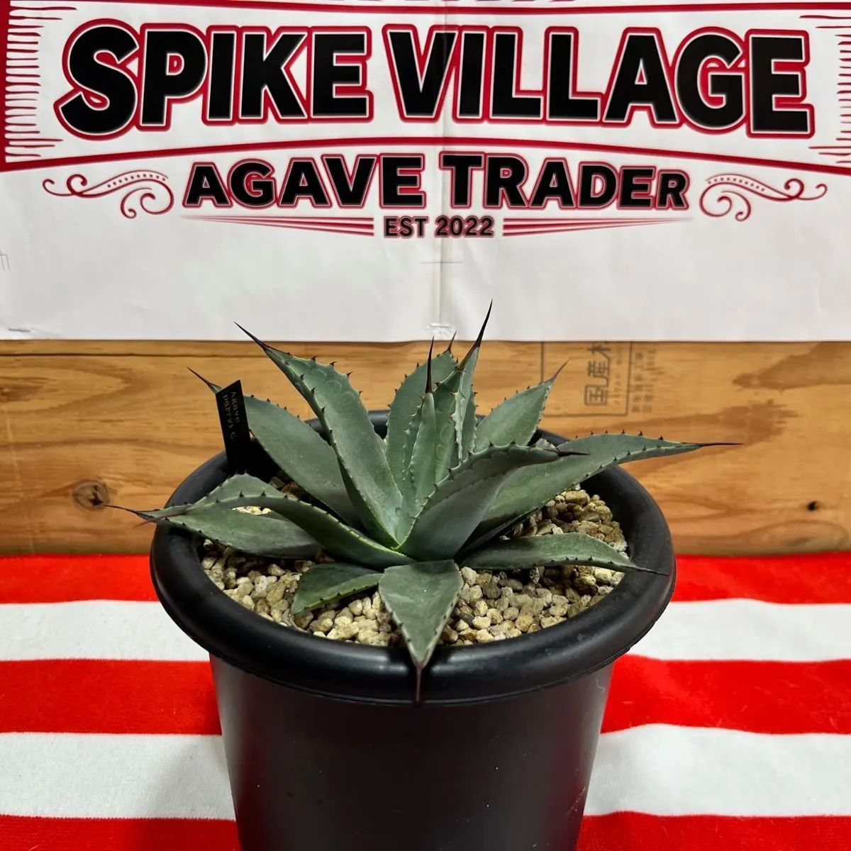 アガベ パリージャイアント① / パリー トランカータ オリザバ オバティフォリア オルカ チタノタ