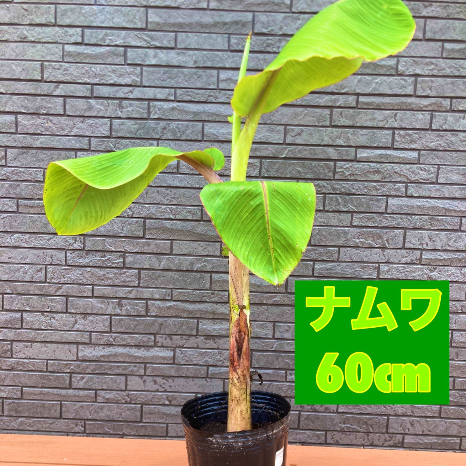 バナナの苗【ナムワ】60cm