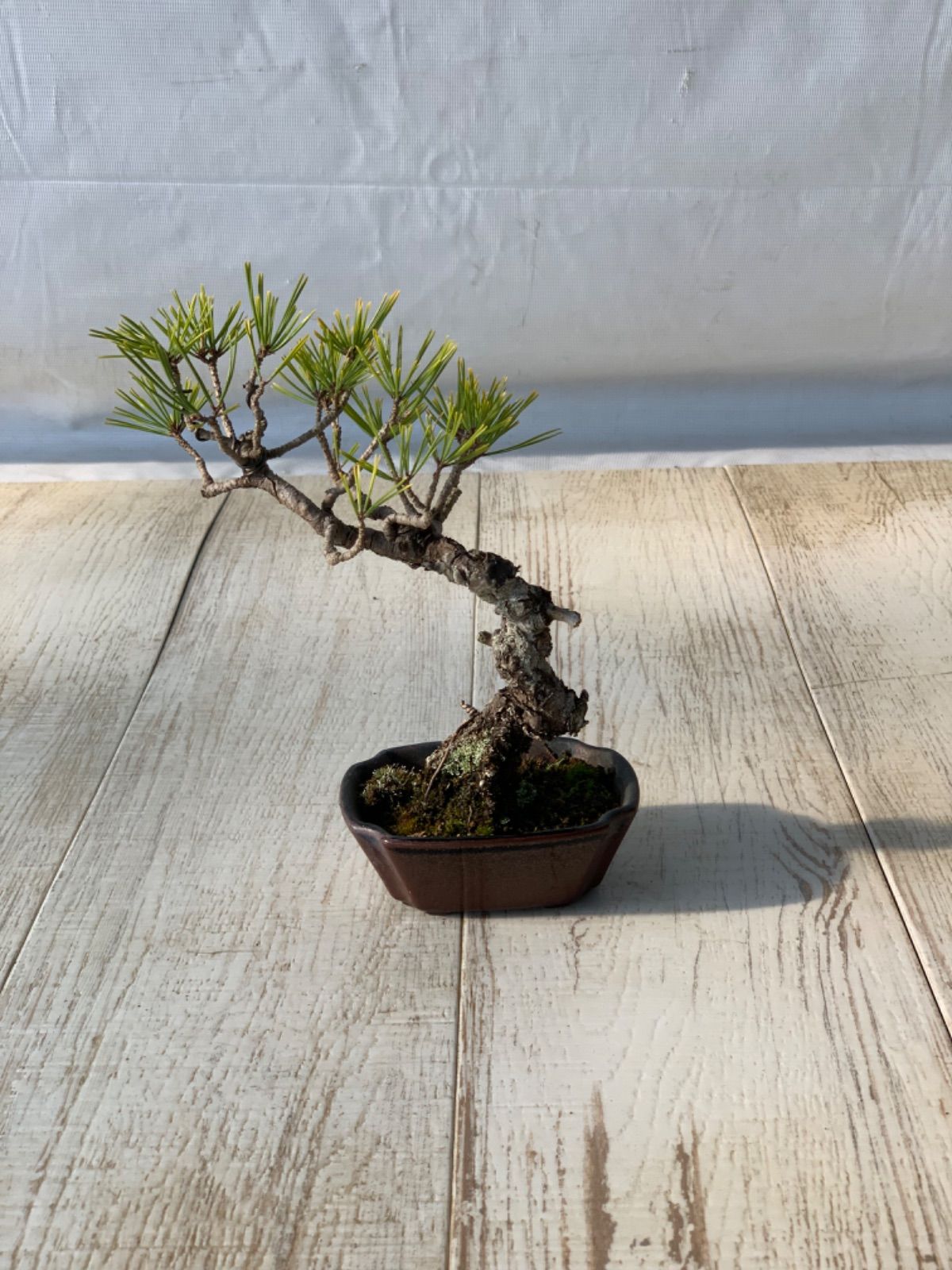 ma　赤松　小品盆栽　植物 山採り赤松 文人木 盆栽】 樹齢：約40年 樹高：32㎝ 樹幅：70