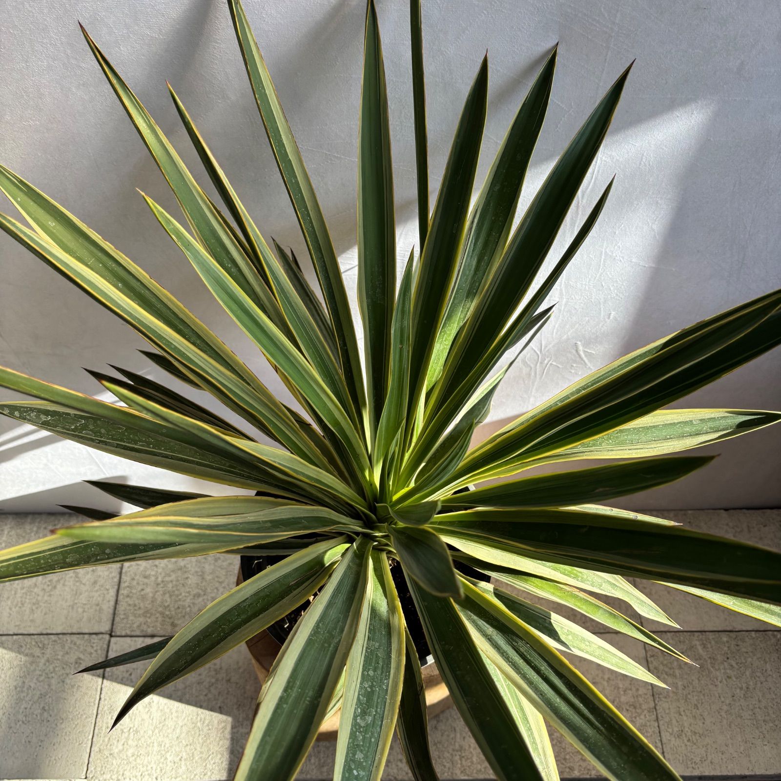 グロリオサ バリエガータ