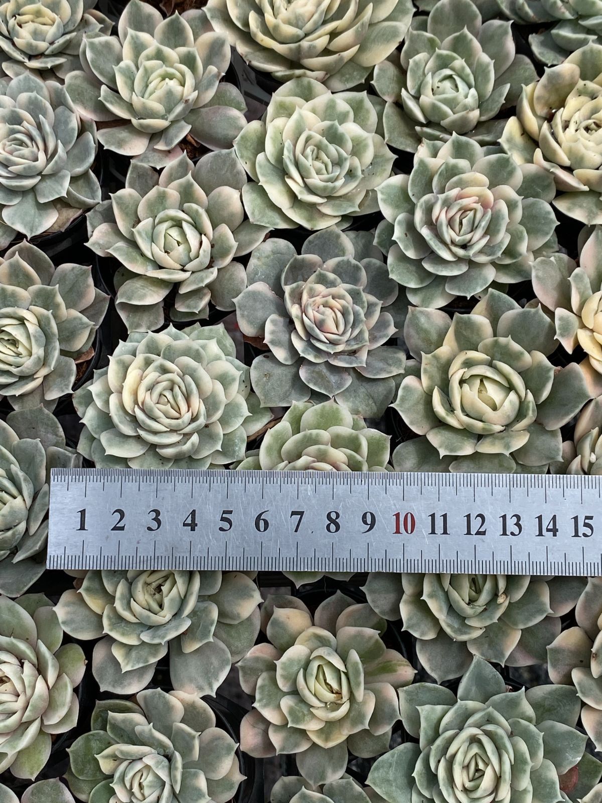 抜き苗 多肉植物