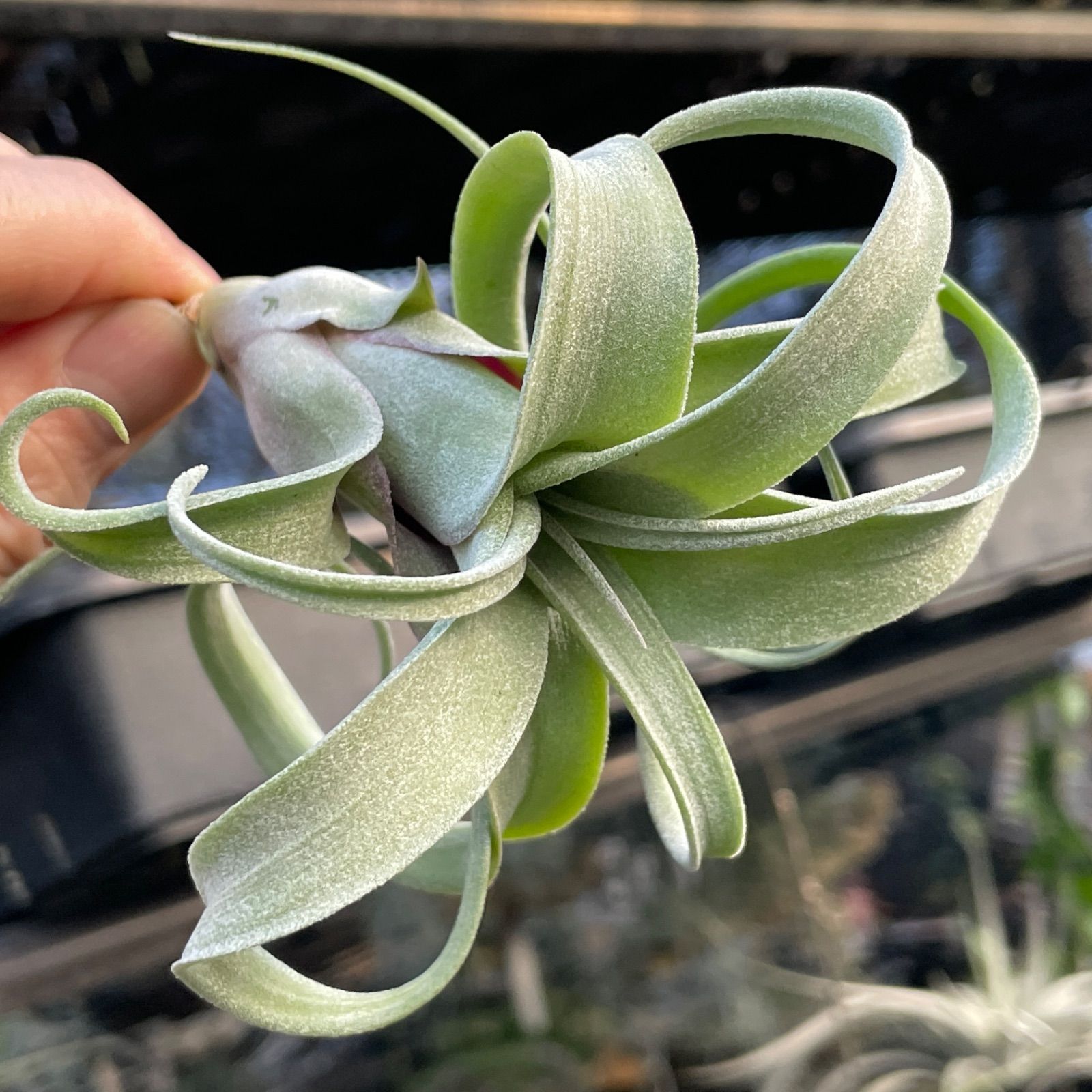 チランジア カーリースリム Tillandsia Curly Slim (Tillandsia