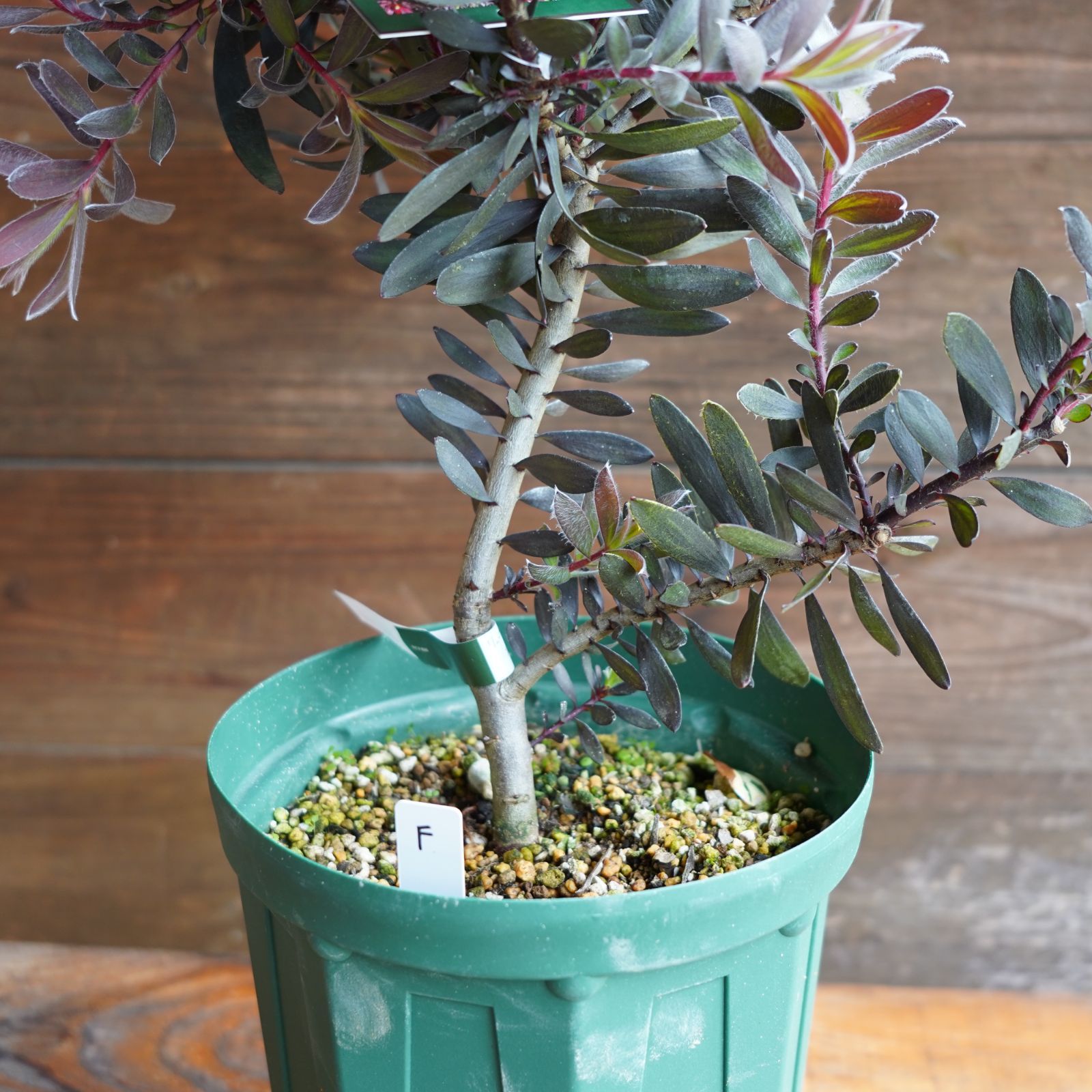 オリーブ マンザニロ 19【現品】観葉植物 創樹 SOUJU 8号