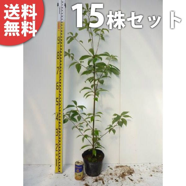 苗|苗木 15本セット アラカシ 樹高0.9m前後 15cmポット あらかし 粗樫 クロガシ ナラバガシ 苗木 苗 植木 庭木 生け垣 ka 15本 15