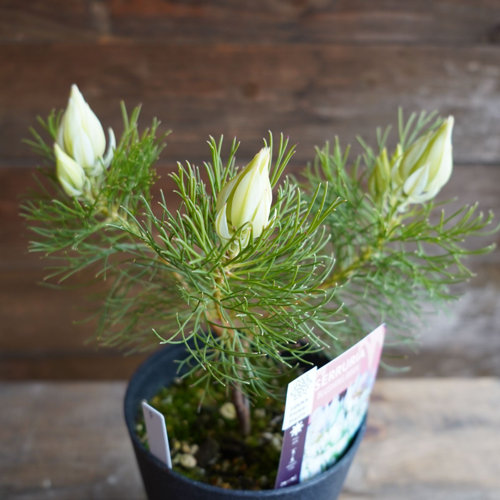 現物】バンクシア ”スピヌローサ” 6号B オージプランツ バンクシア