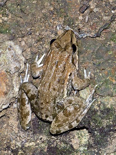 ヌマガエル（Cricket Frog）の骨格標本 ☆即納☆ B級品 ヌマガエル（Cricket Frog）の骨格標本 - 頭骨