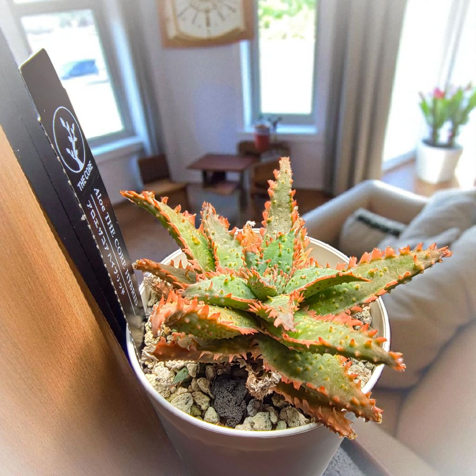 極上美株】アロエ ザ・コア ハイブリッド (Aloe 'THE CORE' HYBRID