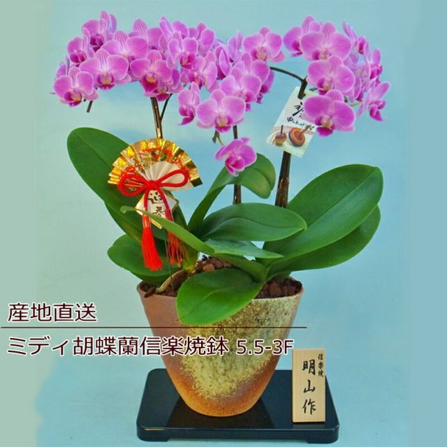胡蝶蘭 ご挨拶 誕生日 花 鉢花 蘭 ラン 花鉢 ミディ胡蝶蘭 3F 3本立ち ギフト ピンク 産地直送 リラックス メッセージ 誕生日 展示会 受付 記念日 プレゼント 結婚祝い 送別 新築祝い リビング テーブルサイズ ウエディング 御祝