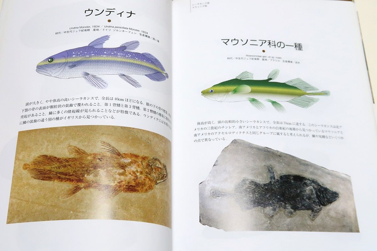 シーラカンス・ブラジルの魚類化石と大陸移動の証人たち/藪本美孝