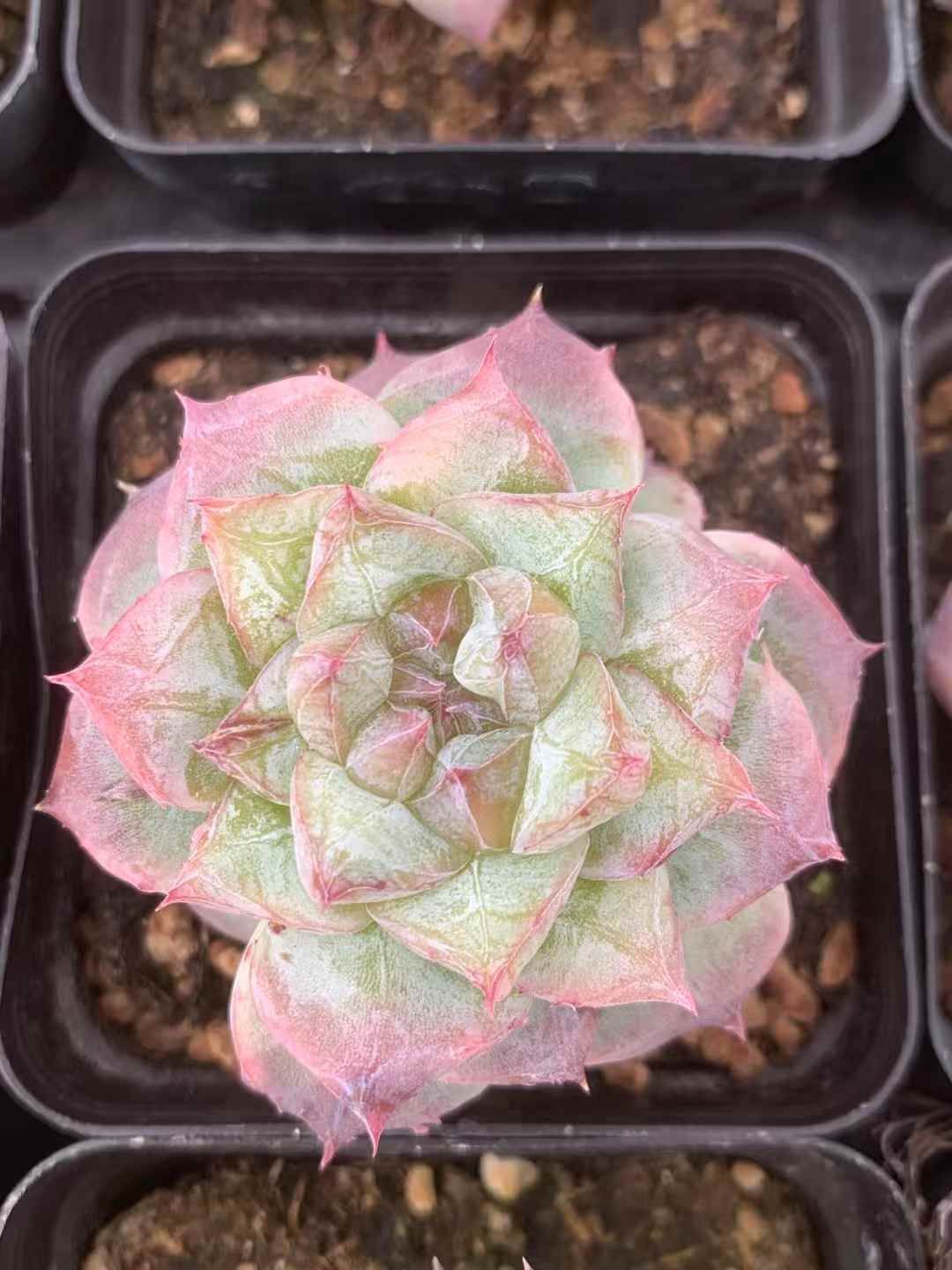 ヤシノキ 抜き苗