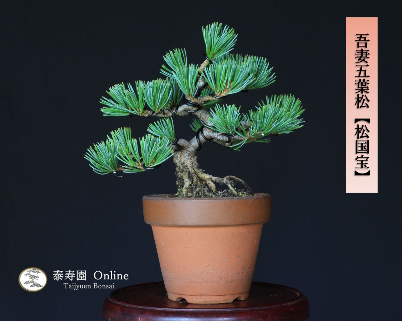 吾妻五葉松 松国宝 ショウコクホウ ミニ盆栽 小品盆栽 泰寿園 Online 現品 接ぎ木 松 盆栽 五葉松 松柏 室内 鑑賞 趣味 卓上盆栽 盆栽鉢 グリーン 和 ギフト プレゼント 誕生日 母の日 父の日 敬老の日 お祝い 記念日 2