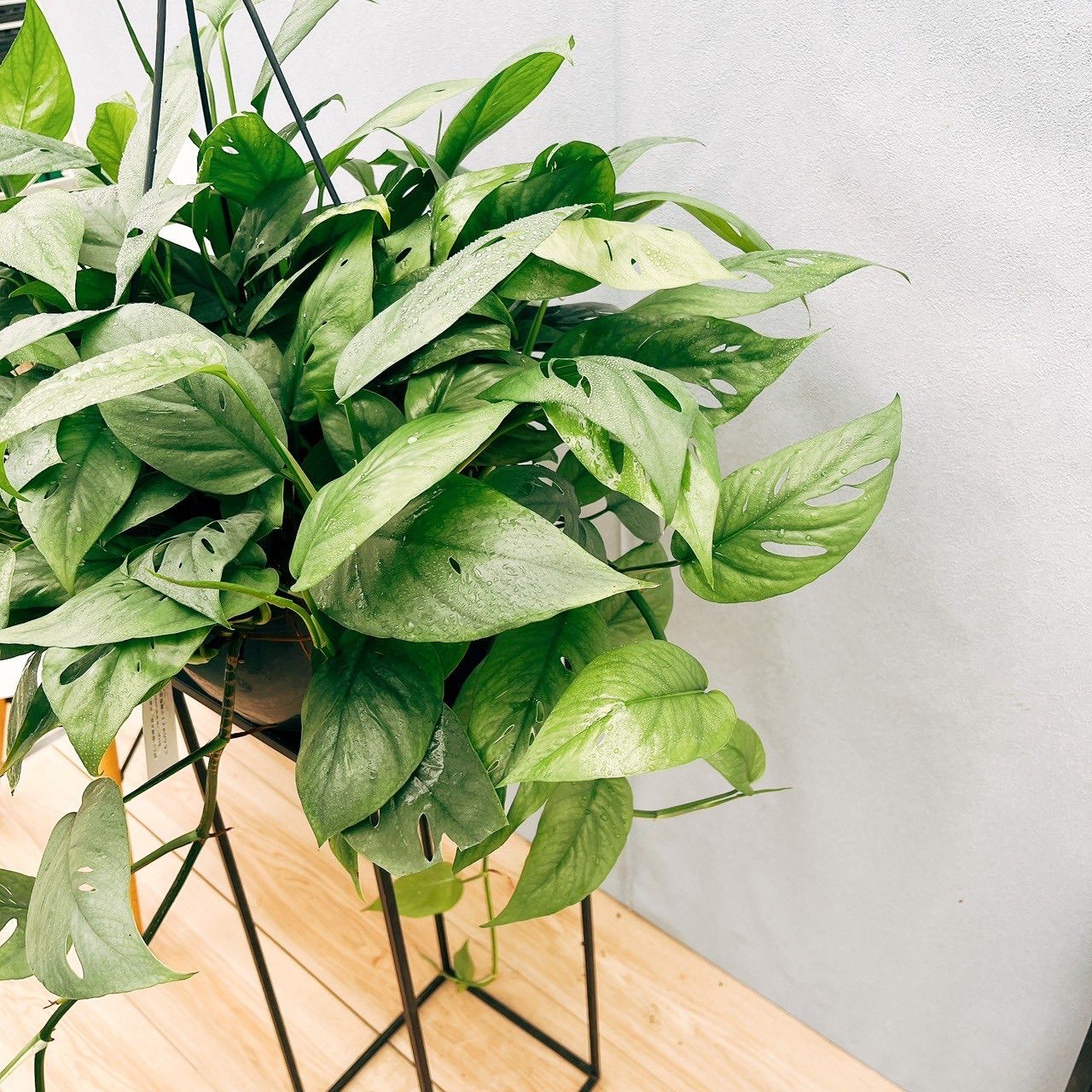 現品］【希少】エピプレムヌム ピナツム セブブルー 8号 観葉植物 室内