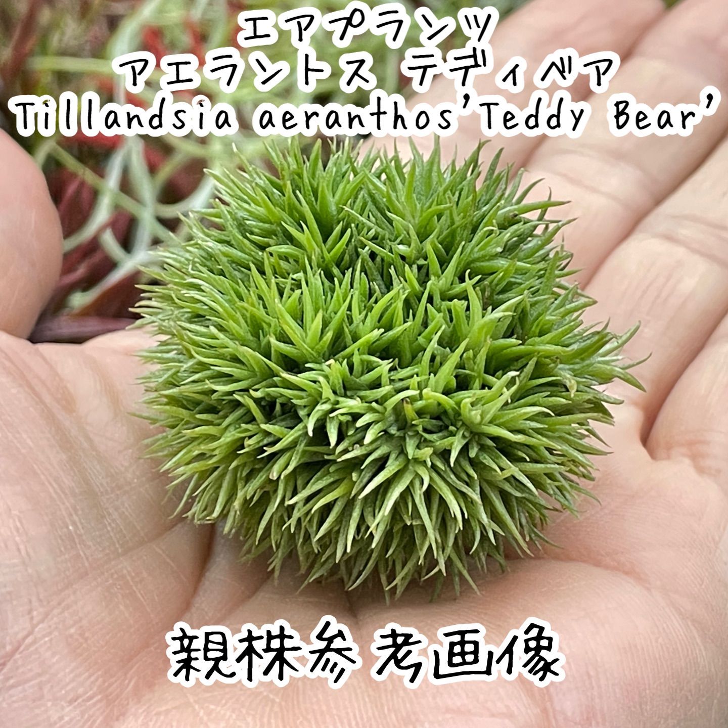 チランジア アエラントス テディベア Tillandsia aeranthos