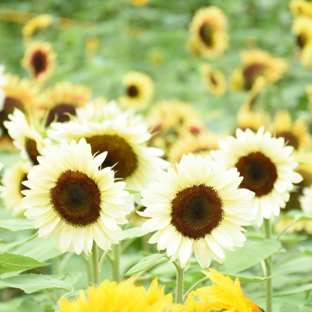 花の種】ひまわり☆向日葵 プロカットホワイトナイト 種子 約10粒 