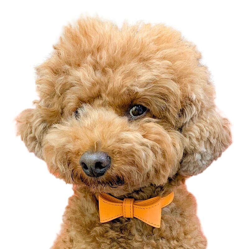 Sweet Ribbon Collar おしゃれなリボンカラー犬用首輪/オレンジ
