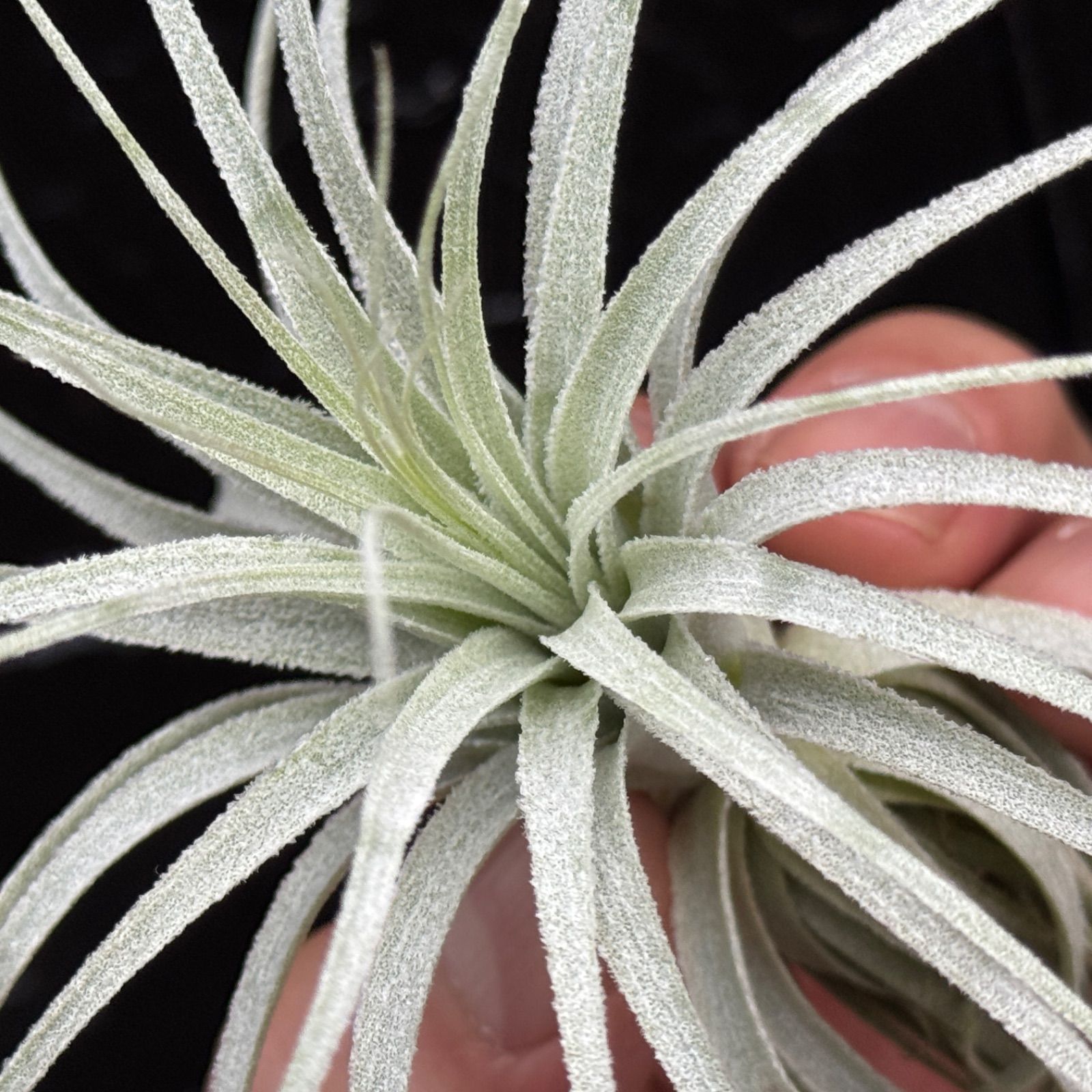 チランジア チャペウエンシス チュリフォルミス Tillandsia chapeuensis var.  turriformis＊エアプランツ＠フラワーショップ江口 - メルカリ