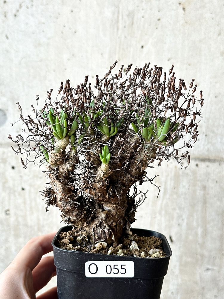 現品限り】チレコドン・レティキュラータス 万物想【O55】 Tylecodon reticulatus【植物】塊根植物 夏型 コーデックス - メルカリ