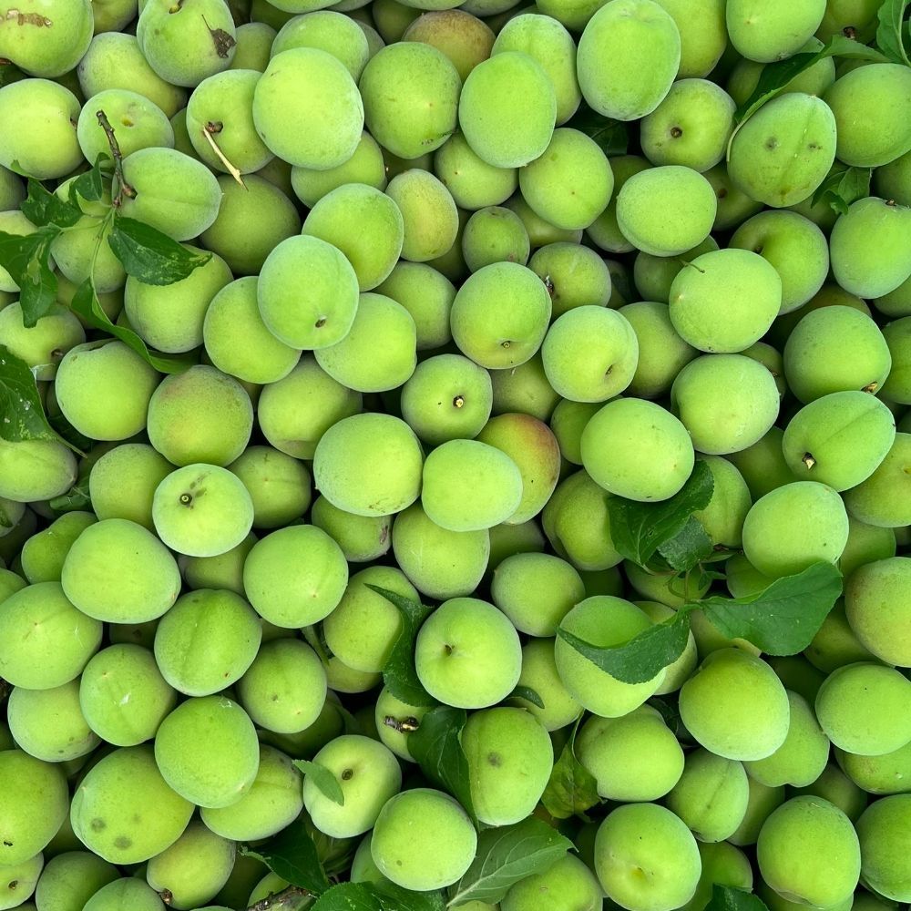 南高梅. 約2kg 栽培期間中は農薬は不使用！自然農法 青梅 60