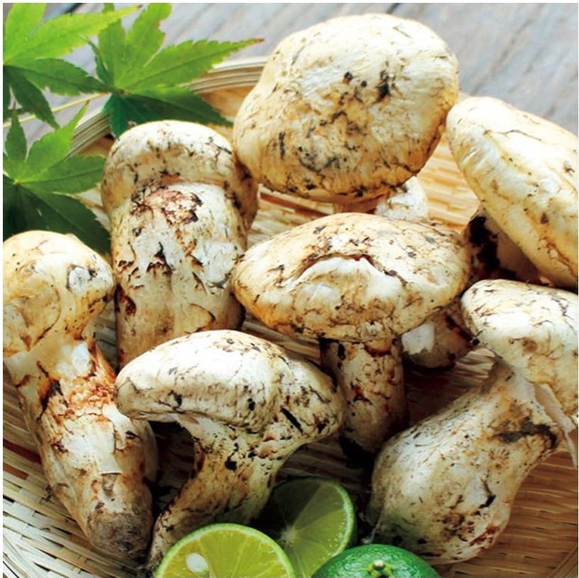 新物 カナダ産3L 2L大 天然 つぼみ松茸 約1kg 5～12本