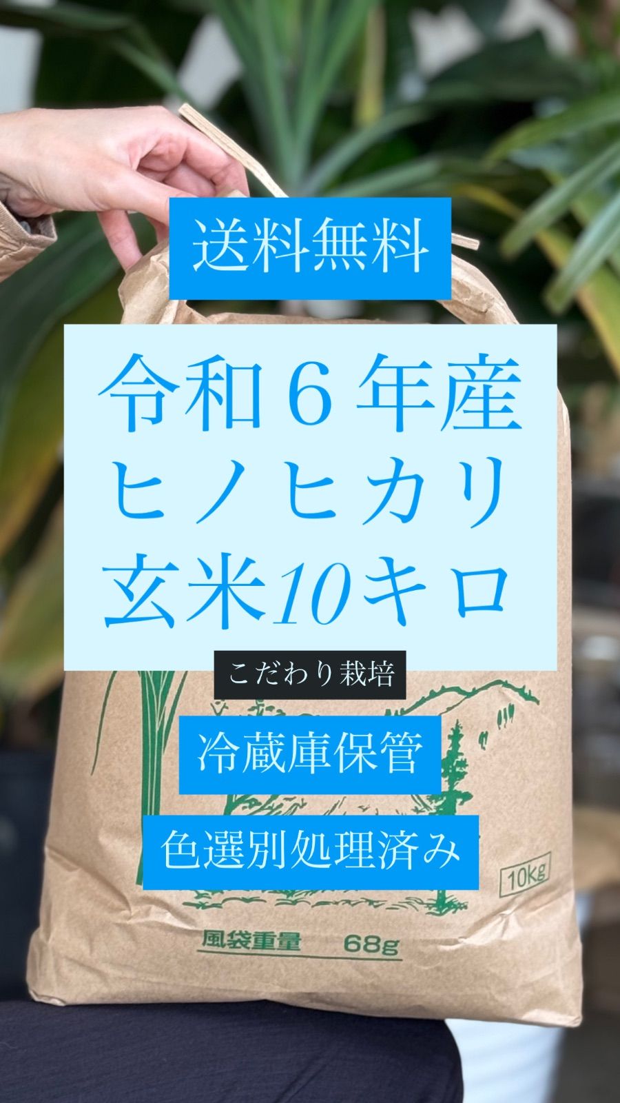 ヒノヒカリ 令和6年産 玄米10キロ 冷蔵庫保管17