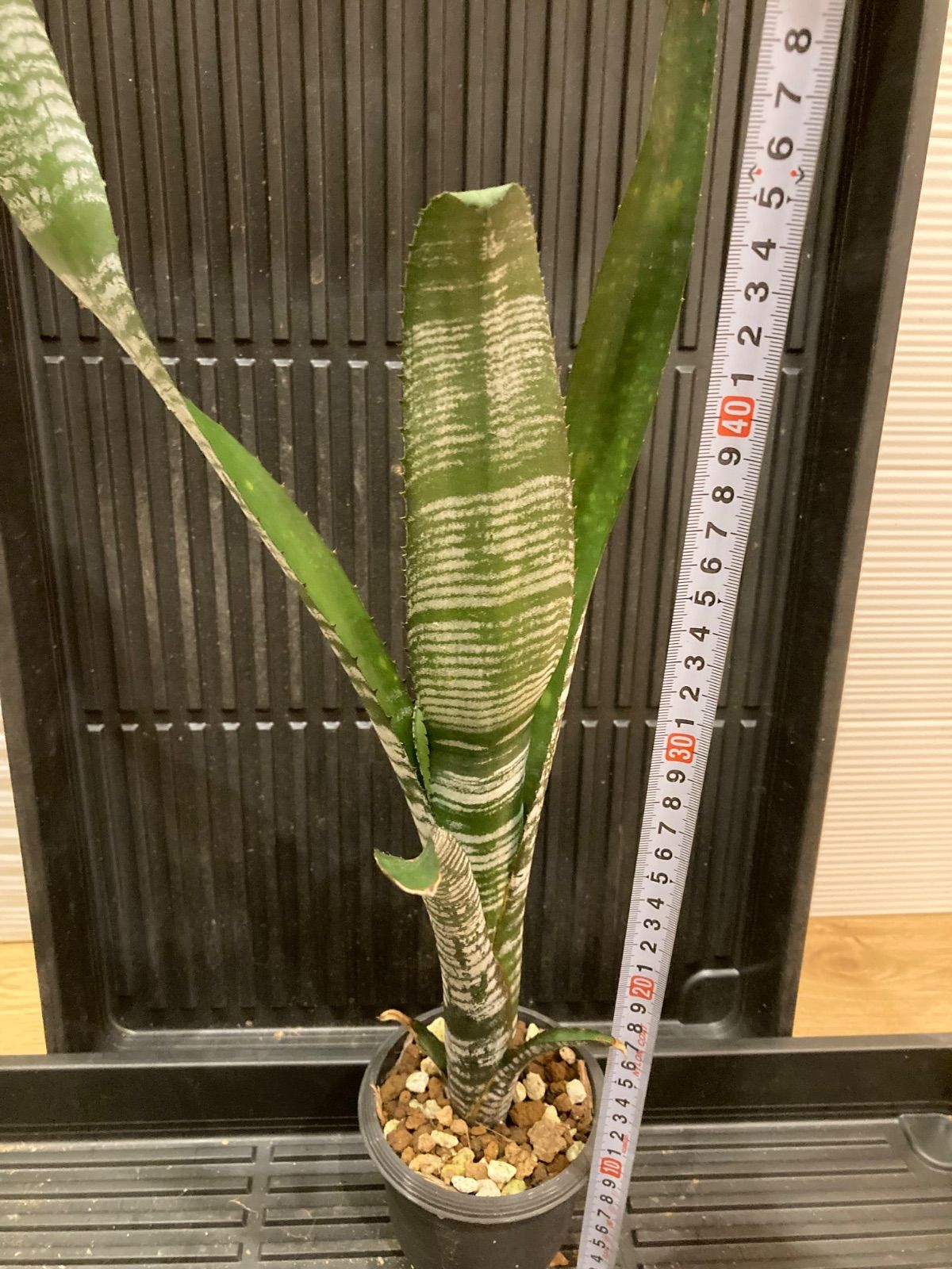 ビルベルギア Billbergia Youtube ブロメリア・エアープランツ