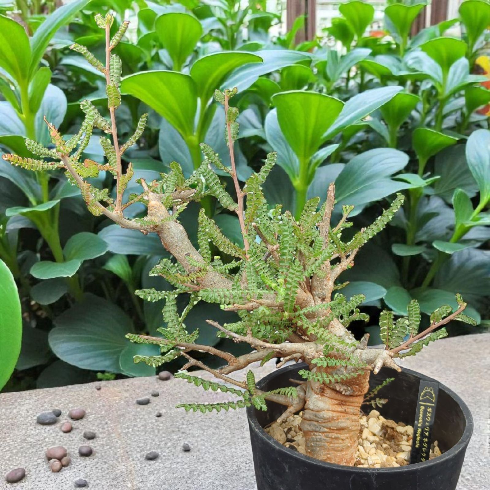 ボスウェリア・ネグレクタ (Boswellia neglecta) 発根済・現地球