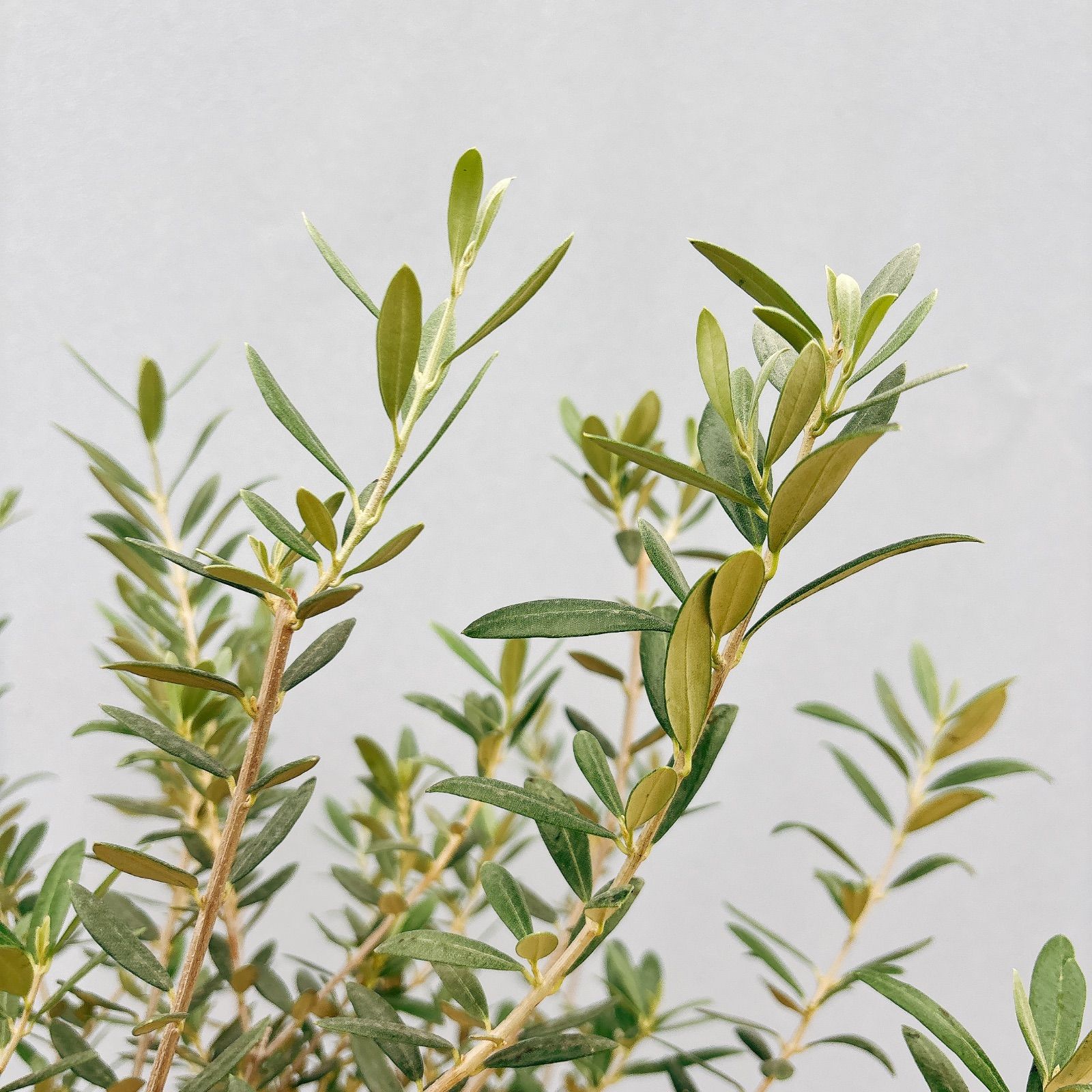 観葉植物