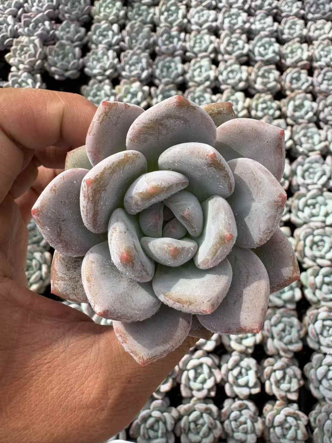 新発売 50株セット パルファム モンロー 抜き苗 多肉植物 佐川急便発送