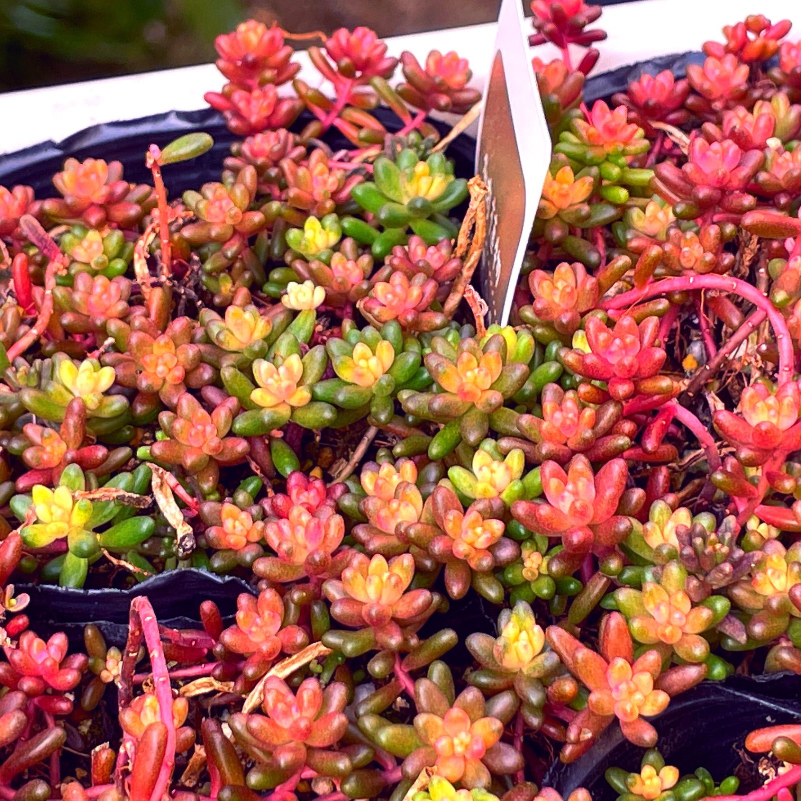 【ABC】多肉植物　アルブム　ベッラデインヴェルノ　25カット