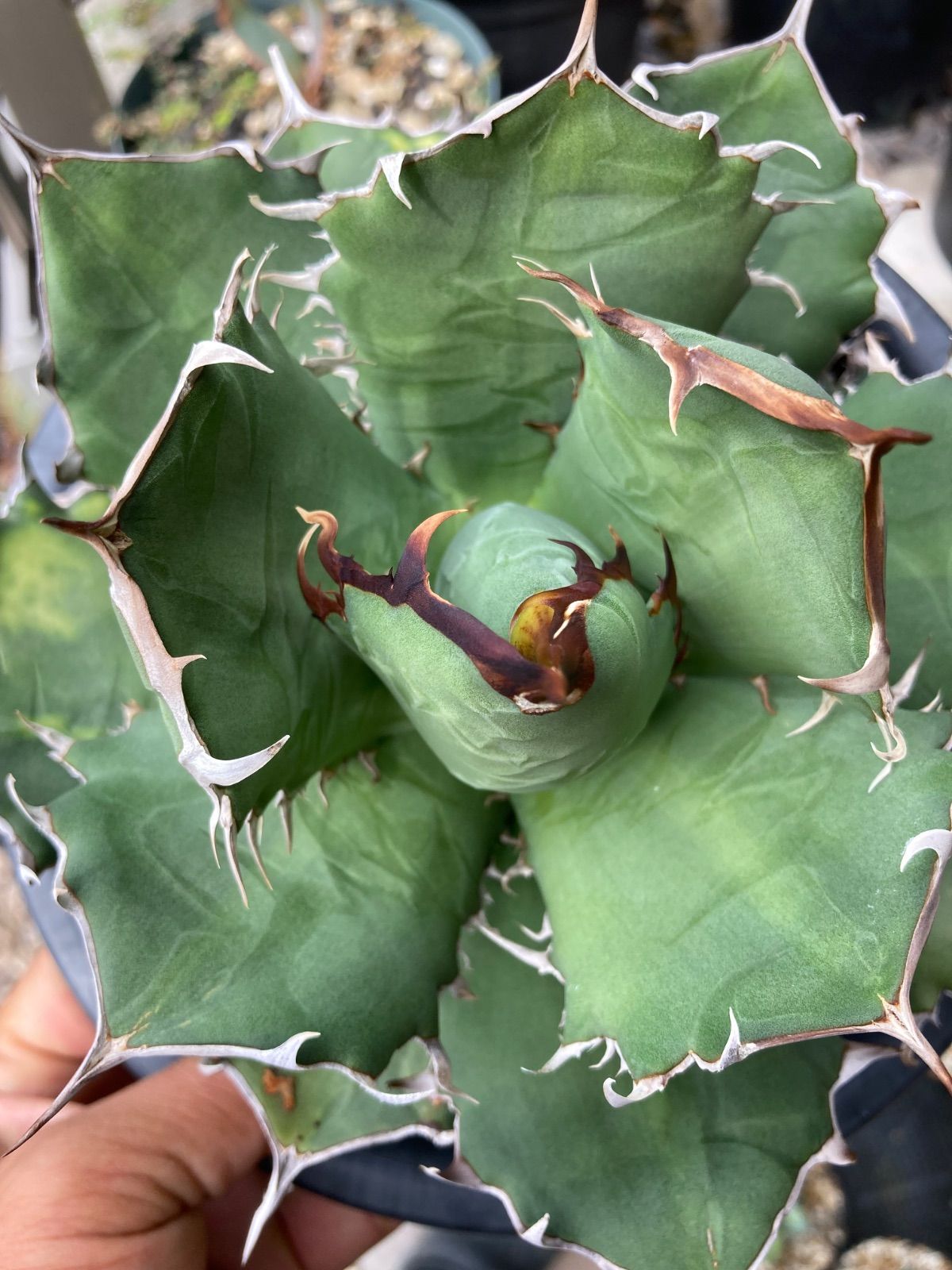 AGAVE OTEROI OAXACA 実生株｜AGAVE OTEROIウリエル実生株 準選抜 狂刺＆