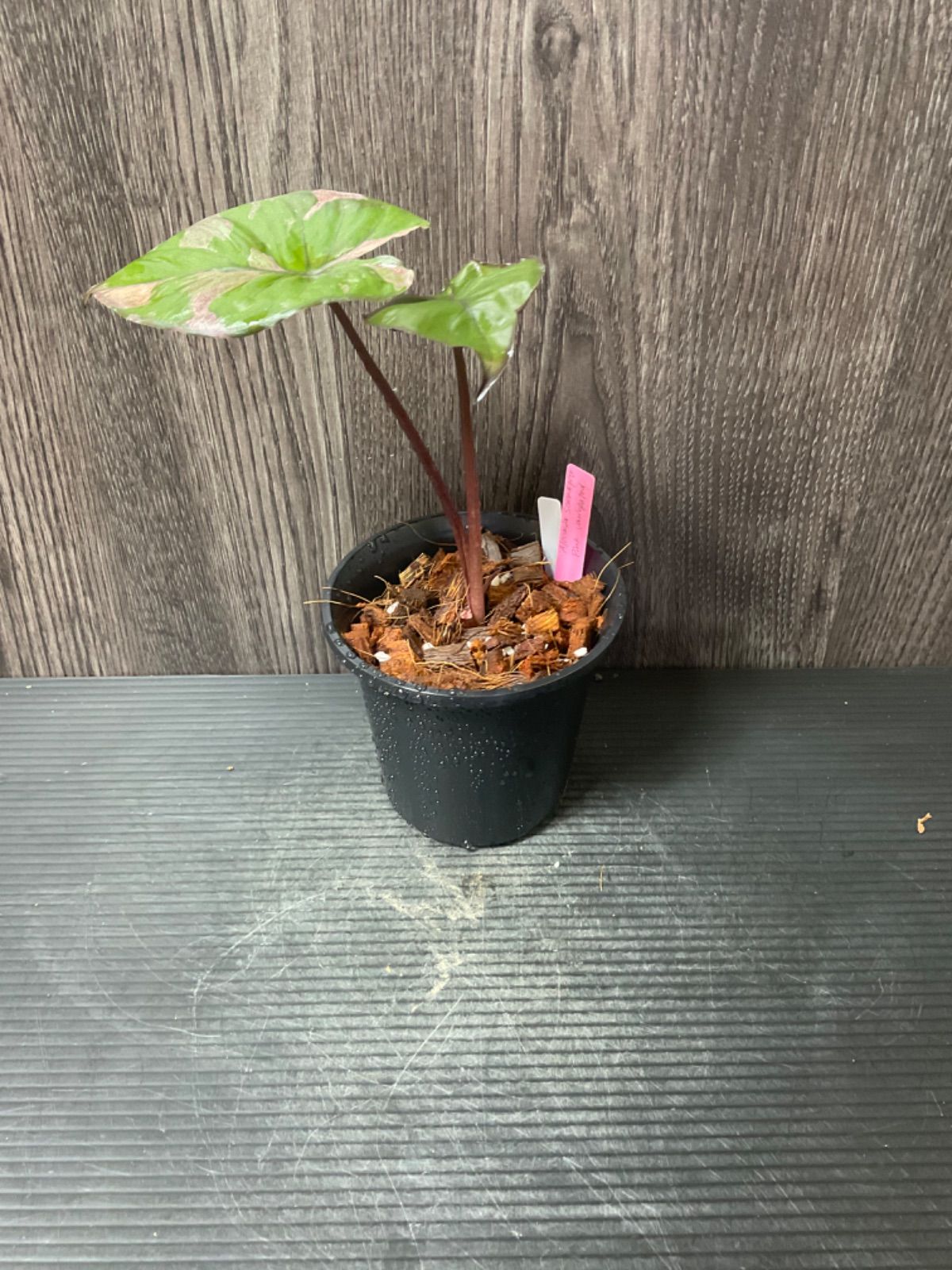 アロカシア セレンディピティ ピンク 斑入り Alocasia